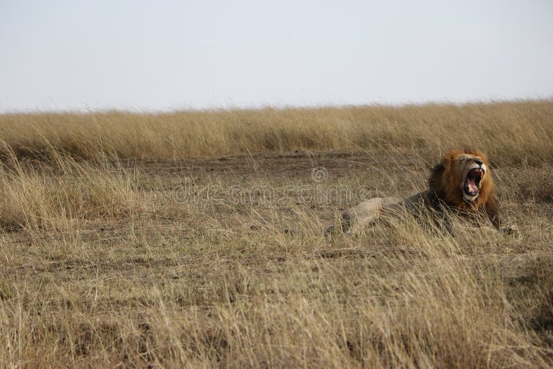 Mannelijke Leeuw die in maasai mara brullen royalty-vrije stock fotografie Mannelijke Leeuw die in maasai mara brullen royalty-vrije stock fotografie