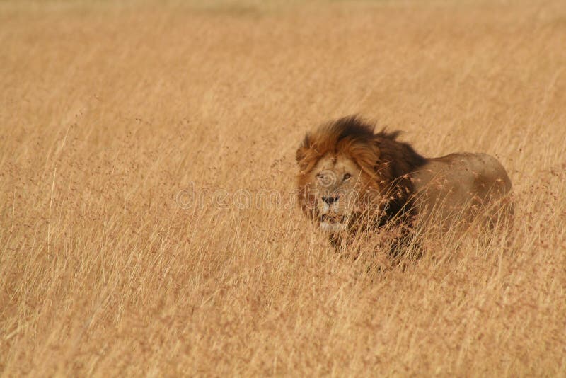 Mannelijke Leeuw in Serengeti stock foto Mannelijke Leeuw in Serengeti stock foto