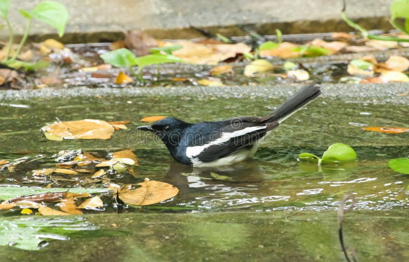 Mannelijke Oosterse Ekster Robin stock fotografie Mannelijke Oosterse Ekster Robin stock fotografie