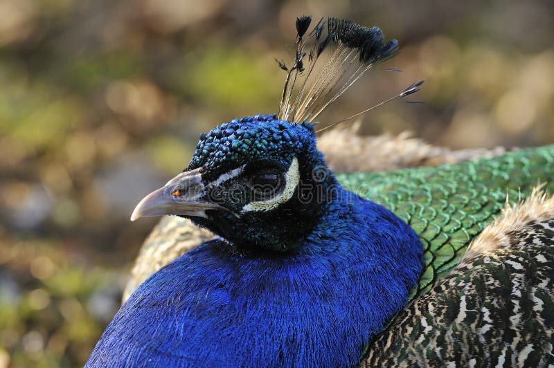 Male Peacock or Peafowl - Pavo cristatus. Male Peacock or Peafowl - Pavo cristatus
