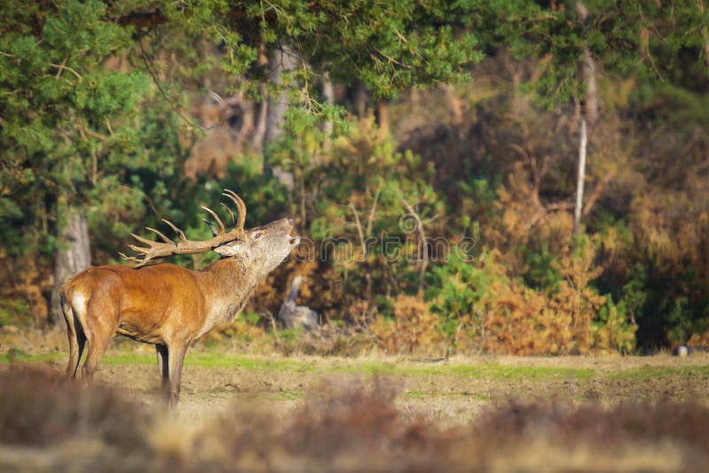 Red deer male, cervus elaphus, rutting during mating season on a field near a forest in purple heather blooming. National parc de Hoge Veluwe, the Netherlands Europe. Red deer male, cervus elaphus, rutting during mating season on a field near a forest in purple heather blooming. National parc de Hoge Veluwe, the Netherlands Europe.