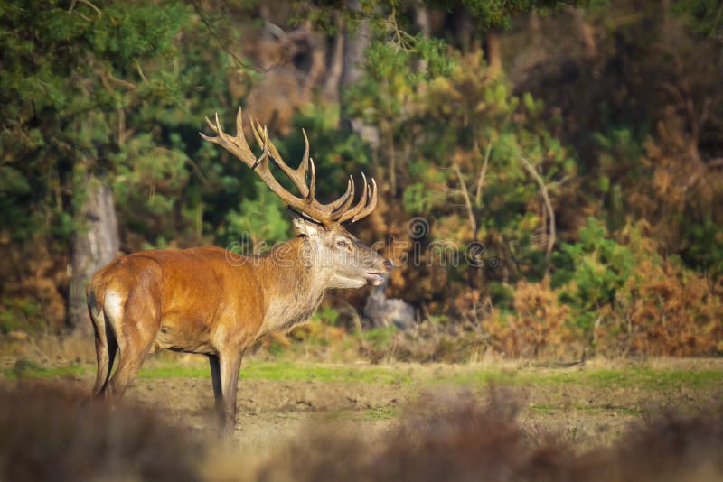 Red deer male, cervus elaphus, rutting during mating season on a field near a forest in purple heather blooming. National parc de Hoge Veluwe, the Netherlands Europe. Red deer male, cervus elaphus, rutting during mating season on a field near a forest in purple heather blooming. National parc de Hoge Veluwe, the Netherlands Europe.