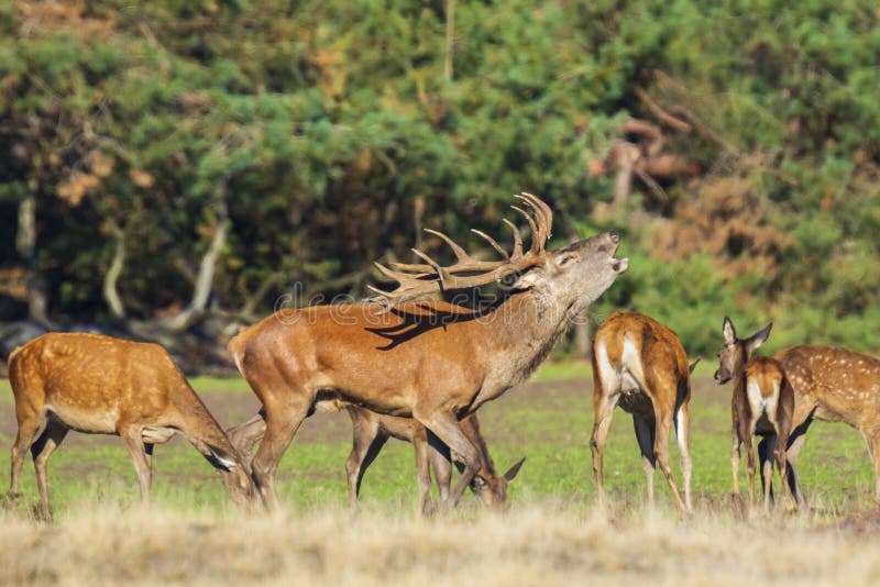 Red deer male, cervus elaphus, rutting during mating season on a field near a forest in purple heather blooming. .National parc de Hoge Veluwe, the Netherlands Europe. Red deer male, cervus elaphus, rutting during mating season on a field near a forest in purple heather blooming. .National parc de Hoge Veluwe, the Netherlands Europe