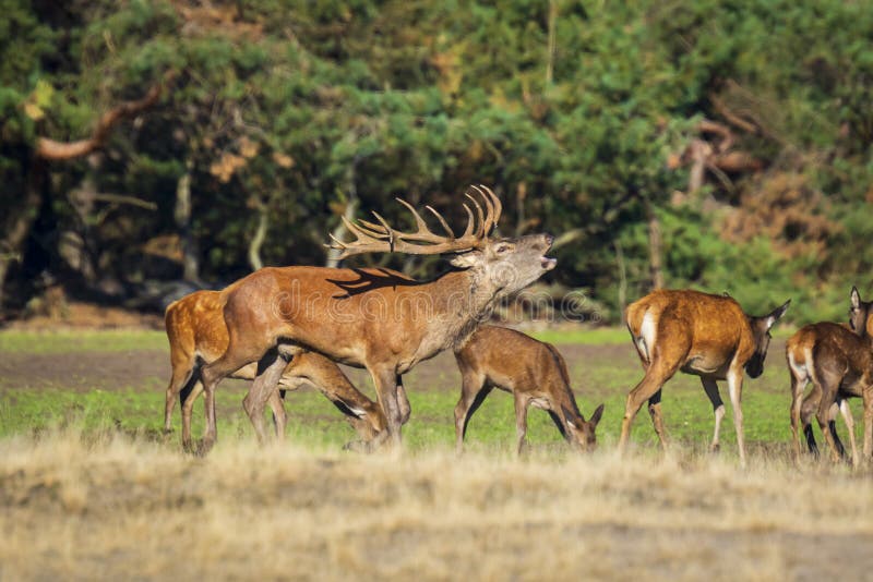 Red deer male, cervus elaphus, rutting during mating season on a field near a forest in purple heather blooming. .National parc de Hoge Veluwe, the Netherlands Europe. Red deer male, cervus elaphus, rutting during mating season on a field near a forest in purple heather blooming. .National parc de Hoge Veluwe, the Netherlands Europe