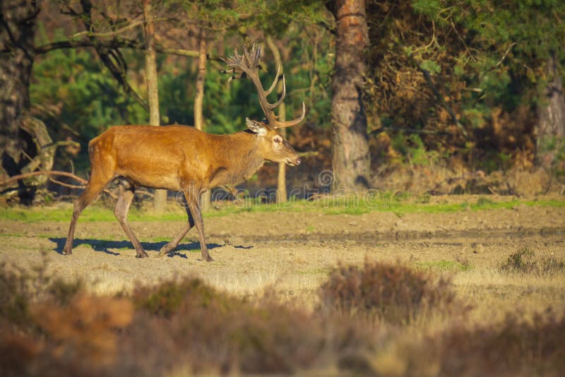 Red deer male, cervus elaphus, with big antlers rutting during mating season on a field near a forest in purple heather blooming. ..National parc de Hoge Veluwe, the Netherlands Europe. Red deer male, cervus elaphus, with big antlers rutting during mating season on a field near a forest in purple heather blooming. ..National parc de Hoge Veluwe, the Netherlands Europe