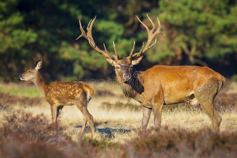 Red deer male, cervus elaphus, with big antlers rutting during mating season on a field near a forest in purple heather blooming. National parc de Hoge Veluwe, the Netherlands Europe. Red deer male, cervus elaphus, with big antlers rutting during mating season on a field near a forest in purple heather blooming. National parc de Hoge Veluwe, the Netherlands Europe.