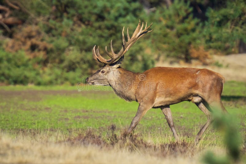 Red deer male, cervus elaphus, with big antlers rutting during mating season on a field near a forest in purple heather blooming. National parc de Hoge Veluwe, the Netherlands Europe. Red deer male, cervus elaphus, with big antlers rutting during mating season on a field near a forest in purple heather blooming. National parc de Hoge Veluwe, the Netherlands Europe.