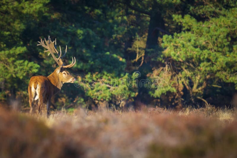 Red deer male, cervus elaphus, with big antlers rutting during mating season on a field near a forest in purple heather blooming. National parc de Hoge Veluwe, the Netherlands Europe. Red deer male, cervus elaphus, with big antlers rutting during mating season on a field near a forest in purple heather blooming. National parc de Hoge Veluwe, the Netherlands Europe.