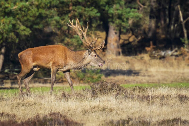 Red deer male, cervus elaphus, with big antlers rutting during mating season on a field near a forest in purple heather blooming. National parc de Hoge Veluwe, the Netherlands Europe. Red deer male, cervus elaphus, with big antlers rutting during mating season on a field near a forest in purple heather blooming. National parc de Hoge Veluwe, the Netherlands Europe