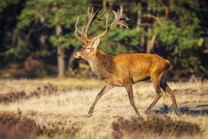 Red deer male, cervus elaphus, with big antlers rutting during mating season on a field near a forest in purple heather blooming. ..National parc de Hoge Veluwe, the Netherlands Europe. Red deer male, cervus elaphus, with big antlers rutting during mating season on a field near a forest in purple heather blooming. ..National parc de Hoge Veluwe, the Netherlands Europe