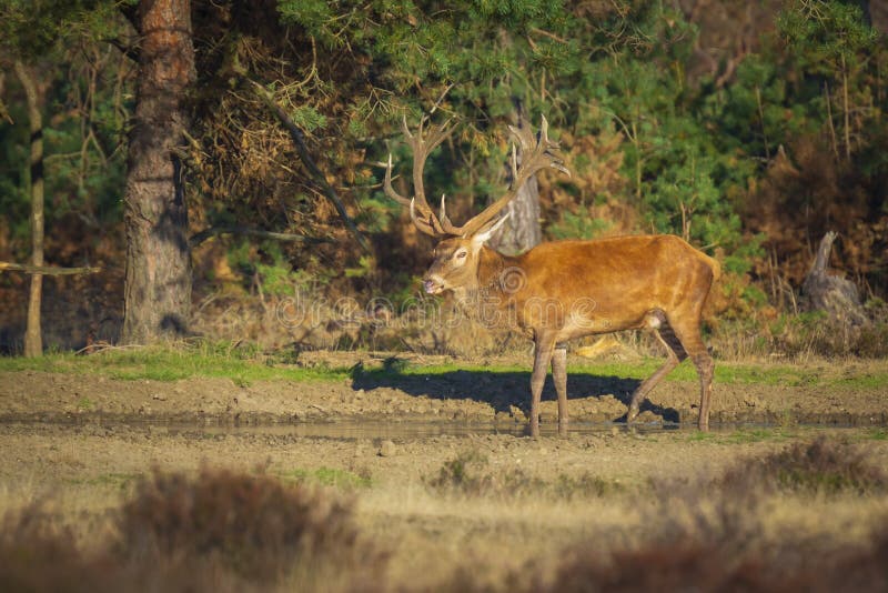 Red deer male, cervus elaphus, with big antlers rutting during mating season on a field near a forest in purple heather blooming. ..National parc de Hoge Veluwe, the Netherlands Europe. Red deer male, cervus elaphus, with big antlers rutting during mating season on a field near a forest in purple heather blooming. ..National parc de Hoge Veluwe, the Netherlands Europe