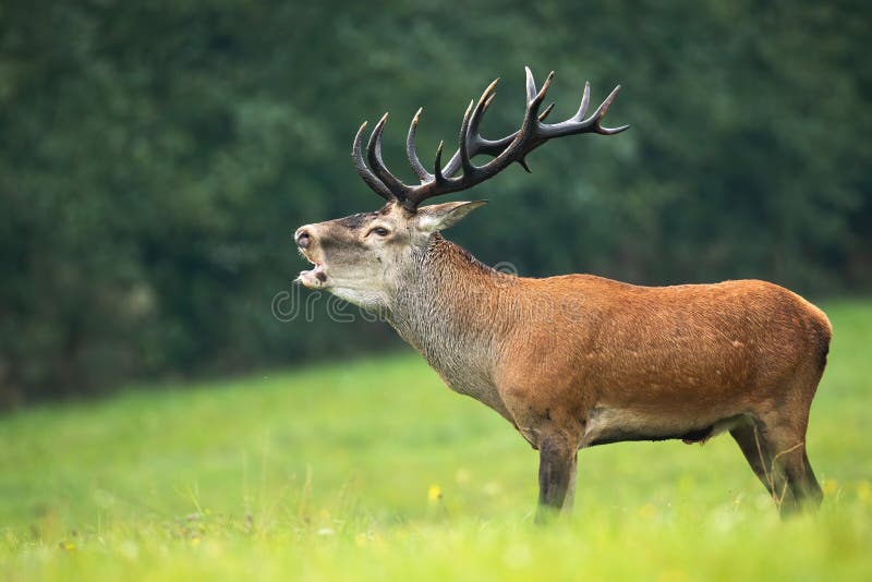 Male red deer, cervus elaphus, stag with big antlers bellowing on a meadow with green grass in rutting season. Wildlife scenery with powerful animal calling. Male red deer, cervus elaphus, stag with big antlers bellowing on a meadow with green grass in rutting season. Wildlife scenery with powerful animal calling.
