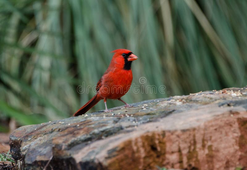 Mannelijke rode Noordelijke Hoofdvogel, Athene, Georgië