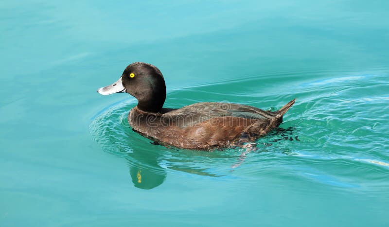 Mannelijke Toppereendeend op het heldere blauwe Wapen van meerwairepo, Nieuw Zeeland stock fotografie Mannelijke Toppereendeend op het heldere blauwe Wapen van meerwairepo, Nieuw Zeeland stock fotografie