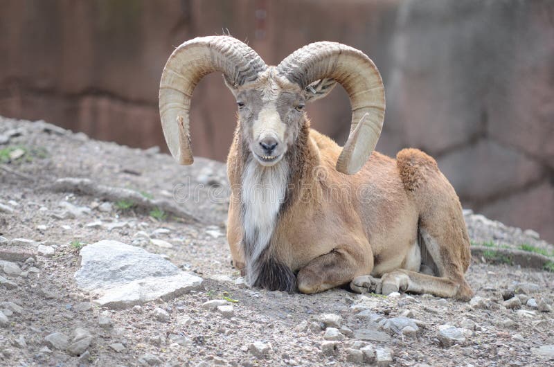 A large transcaspian male rests on a rocky hill. A large transcaspian male rests on a rocky hill