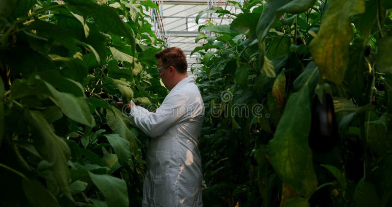 Mannelijke wetenschapper die aubergine in serre 4k onderzoeken