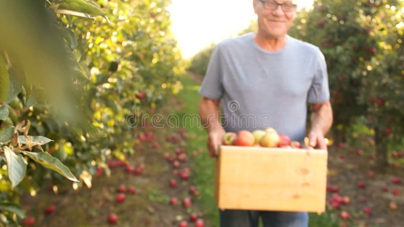 Mannen bär en träask med äpplen i äpplefruktträdgården Bär frukt plockningen, gästarbetare, hyrt arbete