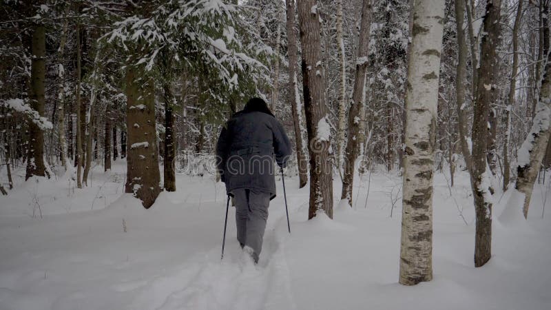 Mannen som fotvandrar till och med den insnöade snön, täckte skogen med trekking poler i vinter