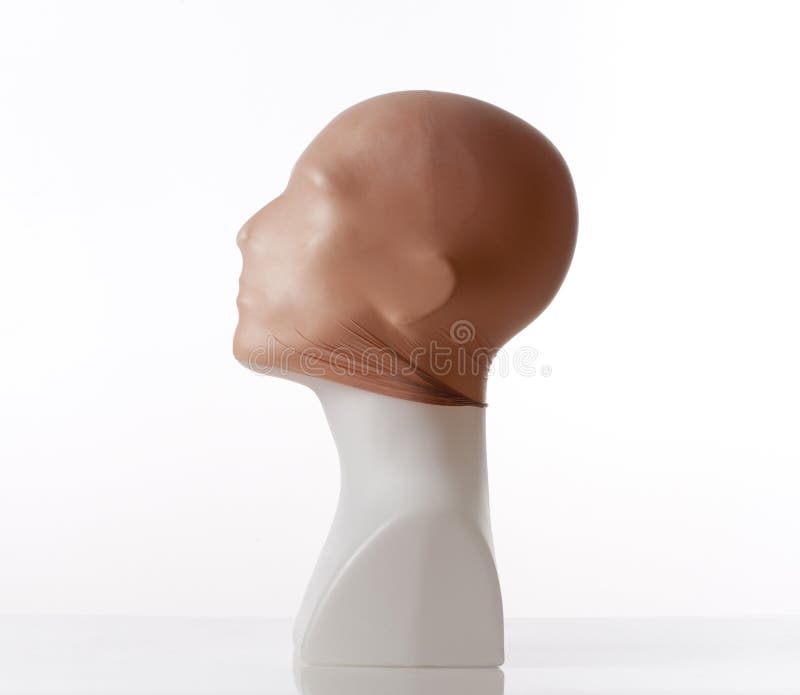 Male And Female Mannequin Heads Stock Photo - Download Image Now -  Mannequin, Back Of Head, Completely Bald - iStock