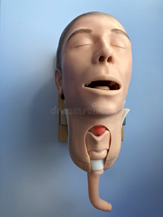 A Mannequin for Medical Training. Stock Photo Image of medical
