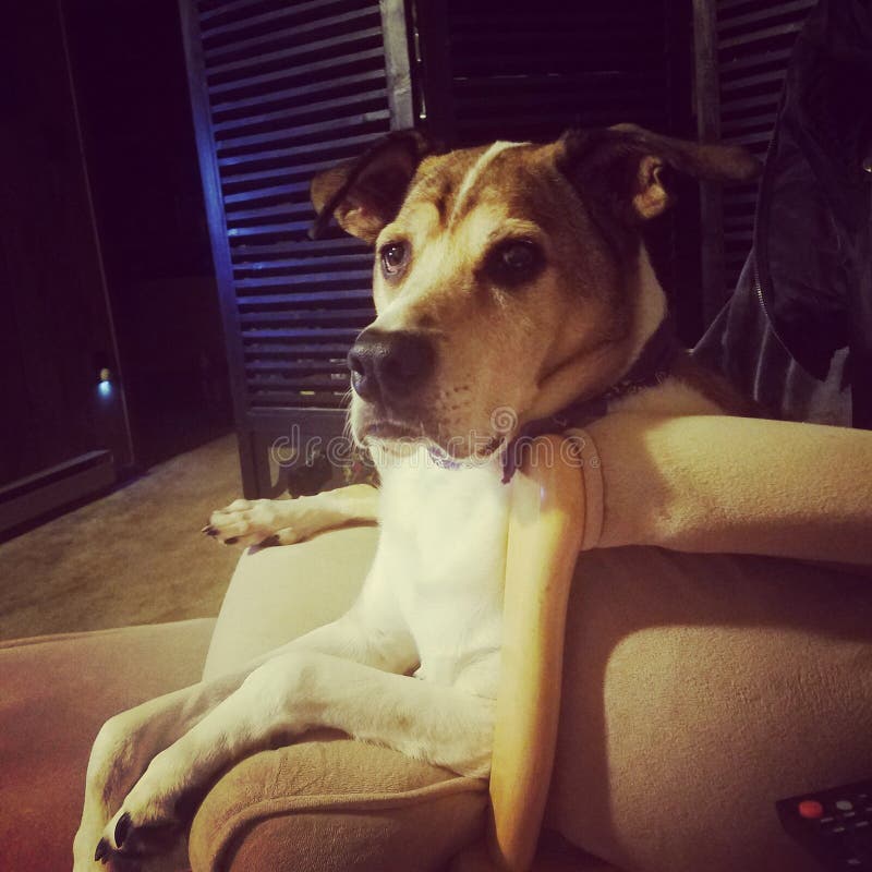 130 Dog Rocking Chair Photos Free & RoyaltyFree Stock Photos from