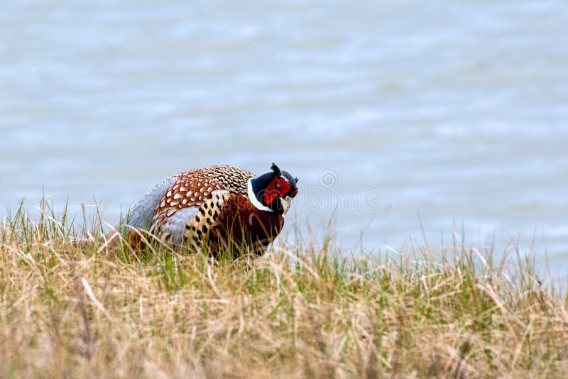 Very colorful male common pheasant on light blue bokeh. Very colorful male common pheasant on light blue bokeh