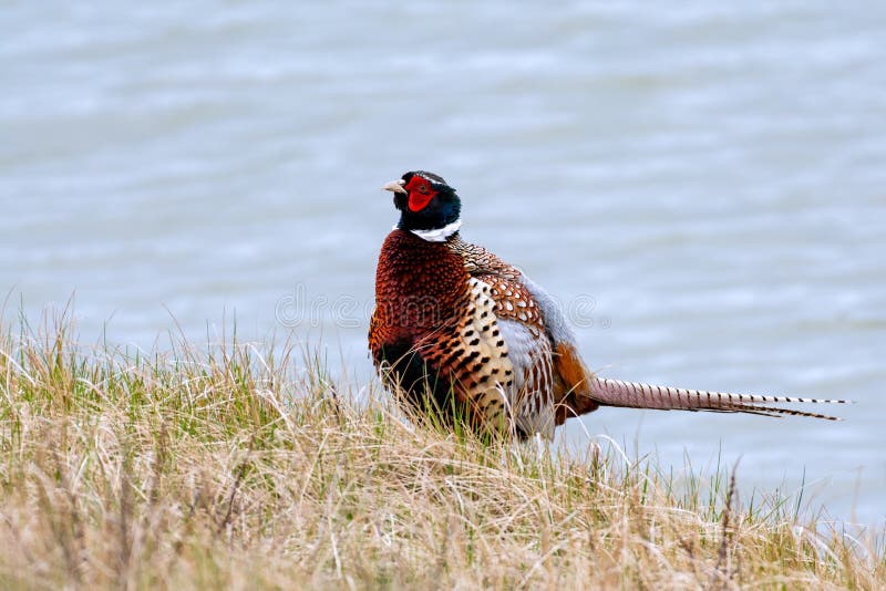 Very colorful male common pheasant on light blue bokeh. Very colorful male common pheasant on light blue bokeh