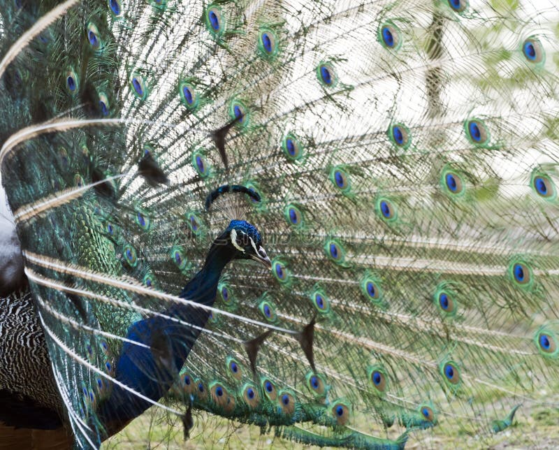 A male peafowl displaying tail feathers. Side view. A male peafowl displaying tail feathers. Side view