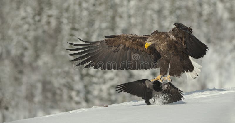 A White-tailed Eagle coming in to land on a snow covered carcass - a Hooded Crow struggles to get out of the eagles way. A White-tailed Eagle coming in to land on a snow covered carcass - a Hooded Crow struggles to get out of the eagles way.