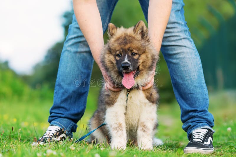 Lustiger Kleiner Pomeranian Welpe, Der Auf Der Couch Bellt Stockbild