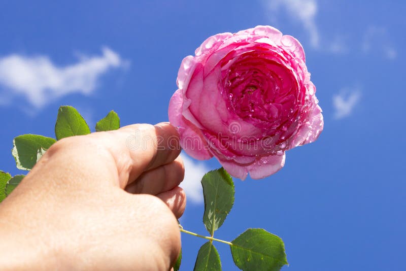 Man hand is holding pink rose. Blue heaven background 1. Man hand is holding pink rose. Blue heaven background 1