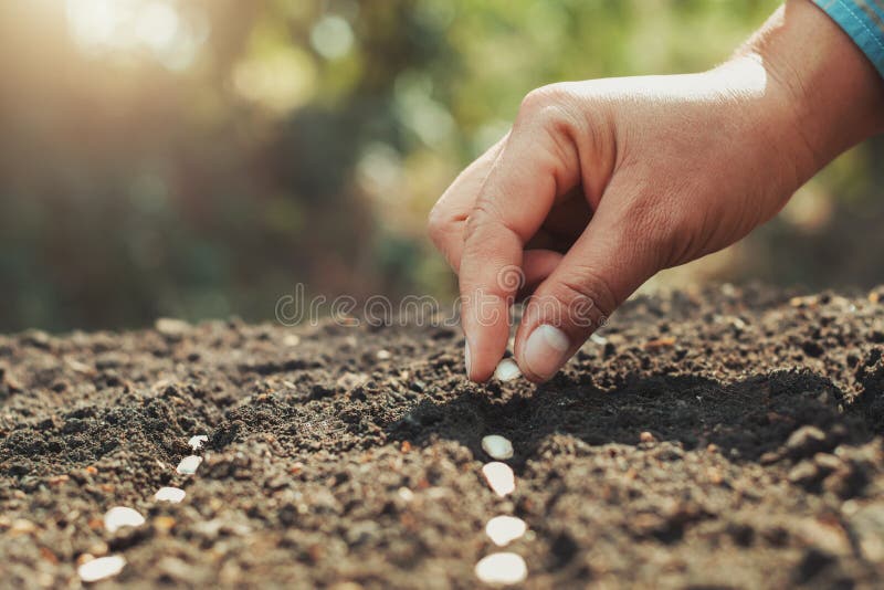 mano che pianta il seme di zucca nell'orto e nel caldo leggero agricoltura