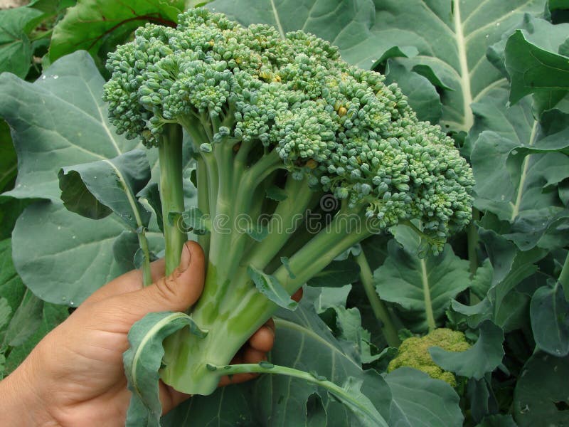 Fresh broccoli in farmer hand. Fresh broccoli in farmer hand