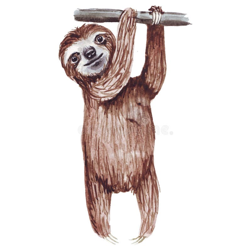 Mano De Color De Agua Pintada Lindo Perezoso Colgando Del Arbol Dibujo De Un Pequeno Animal De Bebe Al Estilo Perezoso Stock De Ilustracion Ilustracion De Lento Feliz Mano De Color De Agua Pintada Lindo Perezoso Colgando Del Arbol Dibujo De Un Pequeno Animal De Bebe Al Estilo Perezoso Stock De Ilustracion Ilustracion De Lento Feliz