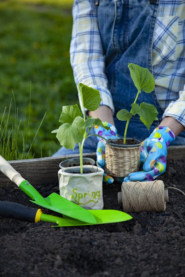 Mano De Jardinero Mujer En Guantes De Jardinería Plantando Brotes