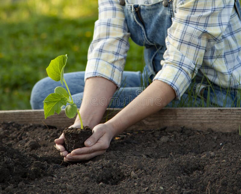 Mujer Jardinera Manos En Guantes De Jardinería Plantar Brotes En