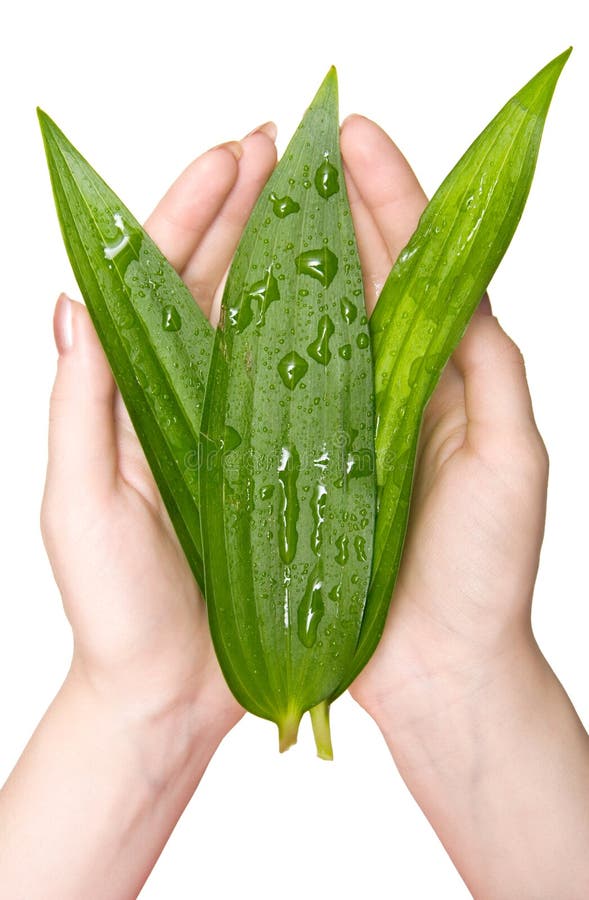 Woman hand with green wet leaves. Isolated on white. Woman hand with green wet leaves. Isolated on white.