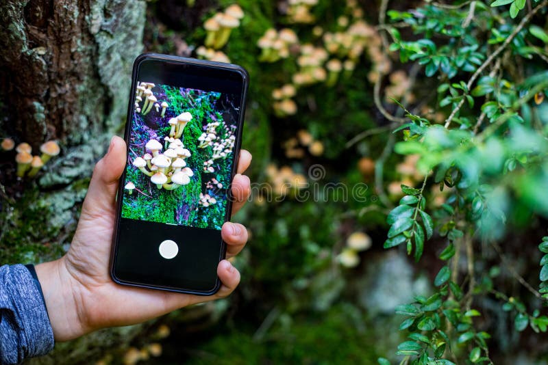 Mano de la mujer que lleva una imagen las setas con un smartphone imágenes de archivo libres de regalías Mano de la mujer que lleva una imagen las setas con un smartphone imágenes de archivo libres de regalías