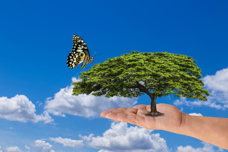 Mano de la mujer que sostiene el árbol verde con la mariposa en el cielo azul imagenes de archivo Mano de la mujer que sostiene el árbol verde con la mariposa en el cielo azul imagenes de archivo
