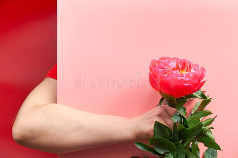 Mano De Mujer Mujer Sosteniendo Una Flor De Peonía Rosada Simple Detrás Del Tablero De Papel. Fondo De Bienvenida Informal De Moda Imagen de archivo - Imagen de unidentified, fractura: 208899669 Mano De Mujer Mujer Sosteniendo Una Flor De Peonía Rosada Simple Detrás Del Tablero De Papel. Fondo De Bienvenida Informal De Moda Imagen de archivo - Imagen de unidentified, fractura: 208899669