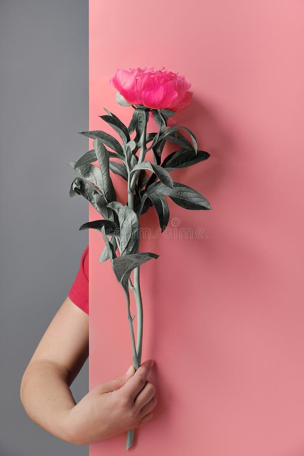 Mano De Mujer Mujer Sosteniendo Una Flor De Peonía Rosada Simple Detrás Del Tablero De Papel. Fondo De Bienvenida Informal De Moda Foto de archivo - Imagen de muchacha, estilo: 208899704 Mano De Mujer Mujer Sosteniendo Una Flor De Peonía Rosada Simple Detrás Del Tablero De Papel. Fondo De Bienvenida Informal De Moda Foto de archivo - Imagen de muchacha, estilo: 208899704