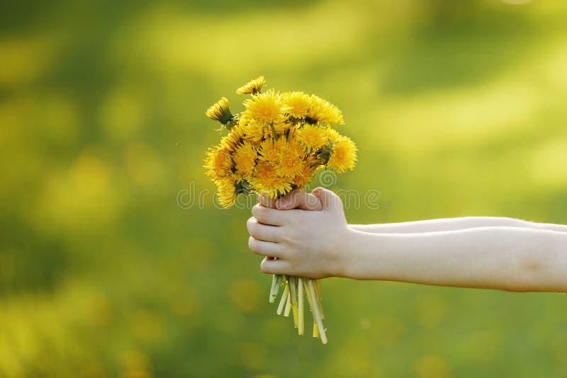 Mano del bambino con il mazzo dei denti di leone gialli immagine stock libera da diritti Mano del bambino con il mazzo dei denti di leone gialli immagine stock libera da diritti