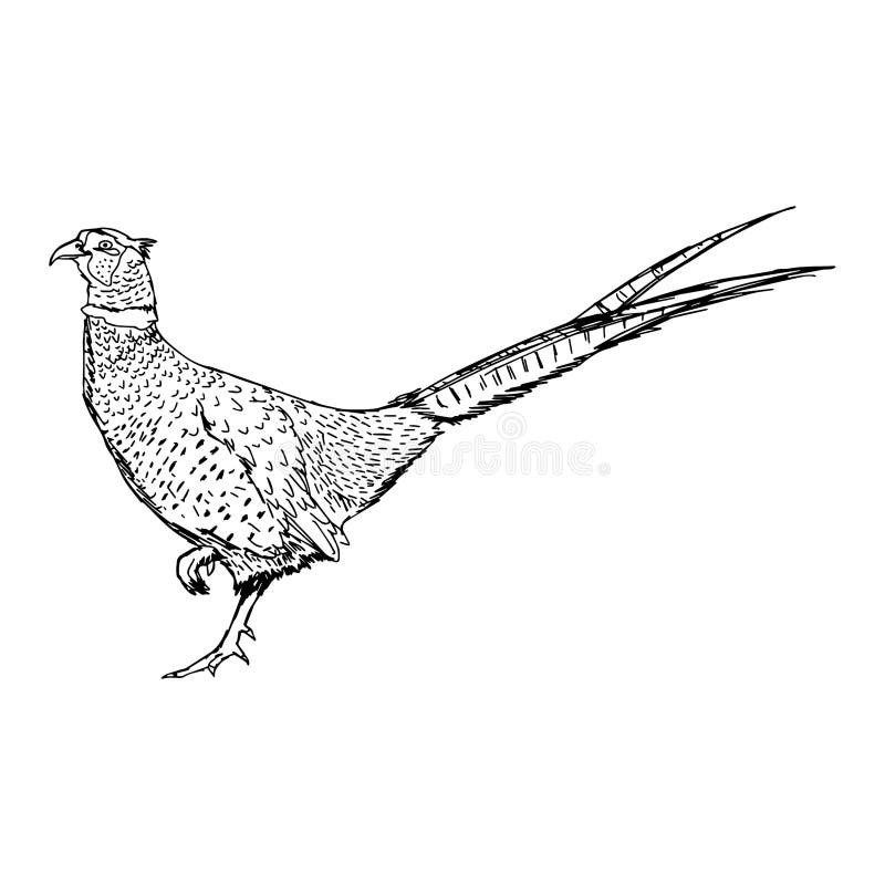Mano del garabato del vector del ejemplo dibujada del faisán del campo común del bosquejo ilustración del vector Mano del garabato del vector del ejemplo dibujada del faisán del campo común del bosquejo ilustración del vector