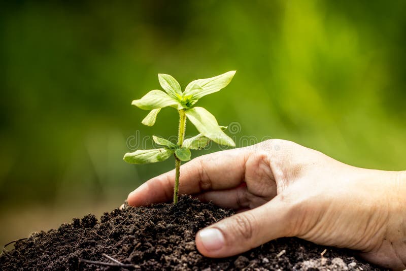 Mano del primer que planta el árbol joven en suelo imagen de archivo libre de regalías Mano del primer que planta el árbol joven en suelo imagen de archivo libre de regalías