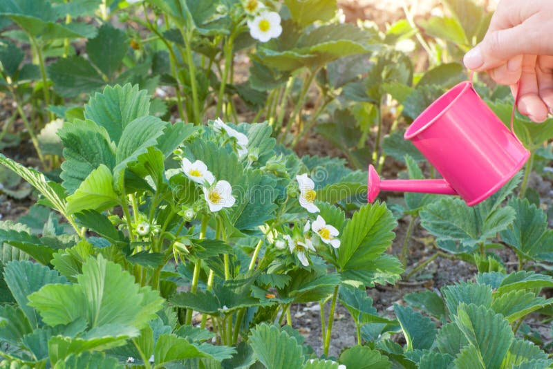 Mano del ` s della donna con un piccolo annaffiatoio rosa innaffiatura dei cespugli fotografie stock libere da diritti Mano del ` s della donna con un piccolo annaffiatoio rosa innaffiatura dei cespugli fotografie stock libere da diritti