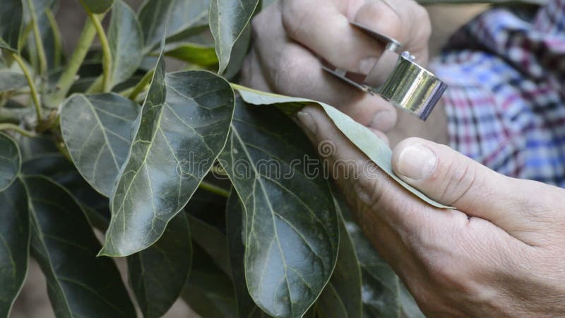 Mano dell'agricoltore che esamina una foglia dell'avocado con una lente d'ingrandimento speciale