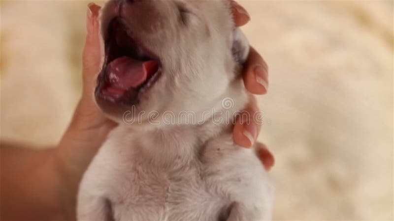 Mano della donna che tiene un cucciolo di cane di sbadiglio