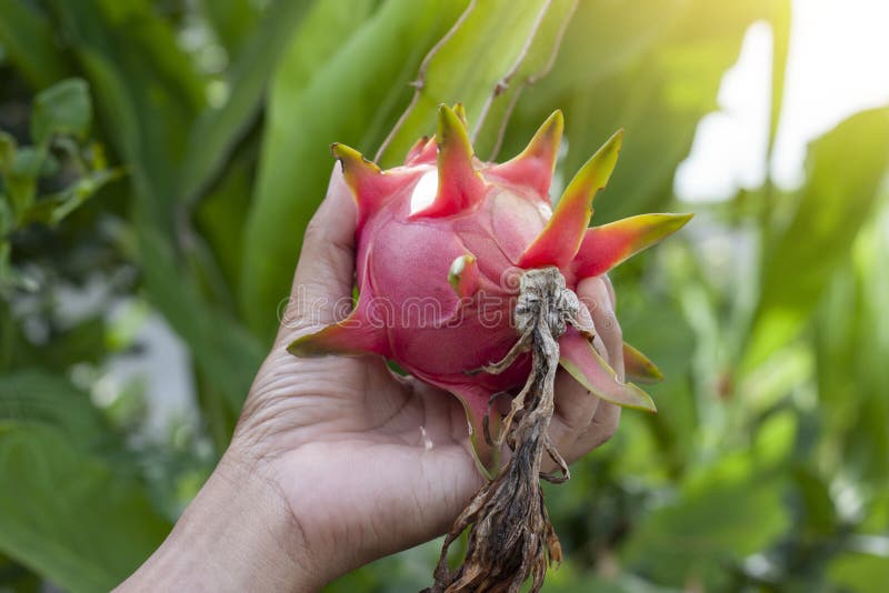 Mano della frutta o di Pitaya del drago della tenuta dell'agricoltore sull'albero fotografia stock Mano della frutta o di Pitaya del drago della tenuta dell'agricoltore sull'albero fotografia stock