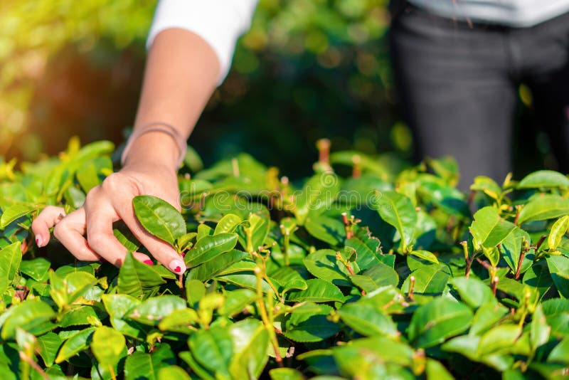 Mano di donne asiatiche prese il tè verde organico in una piantagione di tè verde spazio immagine stock libera da diritti