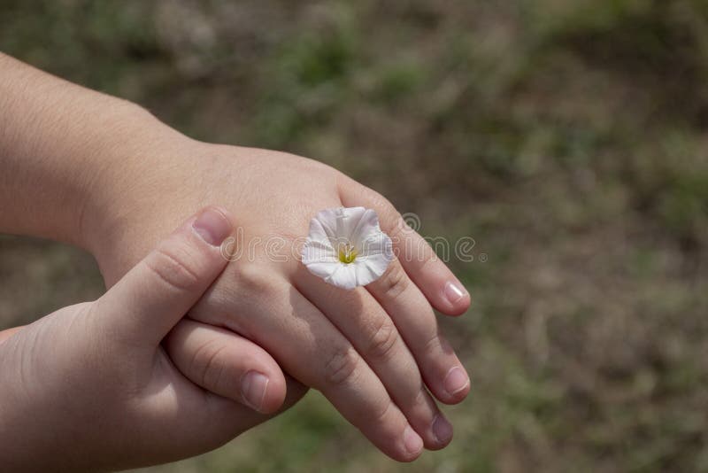 Mano di un bambino che tiene un'altra mano di un bambino con un fiore come un anello di fronte a un campo fotografia stock Mano di un bambino che tiene un'altra mano di un bambino con un fiore come un anello di fronte a un campo fotografia stock